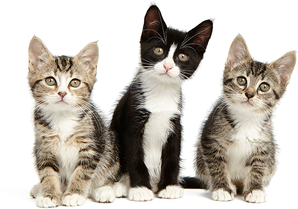 Tips for Bringing Home a New Kitten or Cat | Fresh Step®